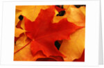 Red and Yellow Maple Leaves by Anonymous