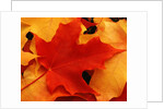 Red and Yellow Maple Leaves by Anonymous