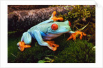 Red-eyed Treefrog by Anonymous