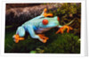 Red-eyed Treefrog by Anonymous