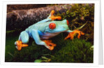 Red-eyed Treefrog by Anonymous