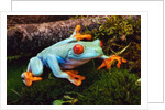 Red-eyed Treefrog by Anonymous