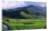 Taro Fields in Valley on Kauai by Anonymous