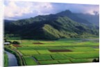 Taro Fields in Valley on Kauai by Anonymous