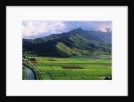 Taro Fields in Valley on Kauai by Anonymous