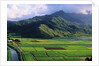 Taro Fields in Valley on Kauai by Anonymous