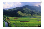Taro Fields in Valley on Kauai by Anonymous