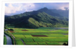 Taro Fields in Valley on Kauai by Anonymous