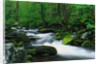 Stream in Forest by Anonymous