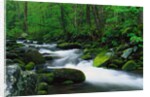 Stream in Forest by Anonymous