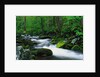 Stream in Forest by Anonymous