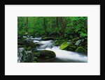 Stream in Forest by Anonymous