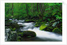 Stream in Forest by Anonymous