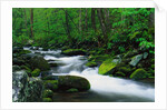 Stream in Forest by Anonymous