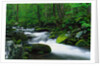 Stream in Forest by Anonymous