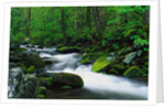 Stream in Forest by Anonymous