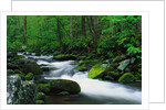 Stream in Forest by Anonymous