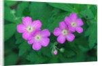 Wild Geranium Flowers by Anonymous