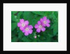 Wild Geranium Flowers by Anonymous