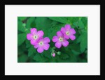 Wild Geranium Flowers by Anonymous