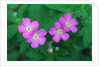 Wild Geranium Flowers by Anonymous
