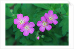 Wild Geranium Flowers by Anonymous
