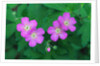 Wild Geranium Flowers by Anonymous