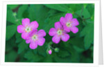 Wild Geranium Flowers by Anonymous
