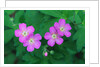 Wild Geranium Flowers by Anonymous