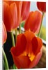 Red Tulips by Anonymous