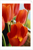 Red Tulips by Anonymous