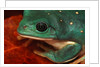 Tree Frog by Anonymous
