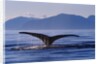 Humpback Whale Diving by Anonymous
