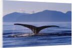 Humpback Whale Diving by Anonymous
