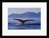 Humpback Whale Diving by Anonymous