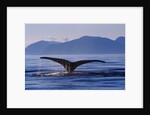 Humpback Whale Diving by Anonymous