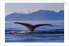 Humpback Whale Diving by Anonymous