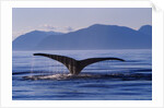 Humpback Whale Diving by Anonymous