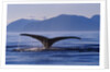 Humpback Whale Diving by Anonymous
