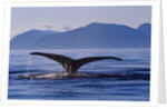 Humpback Whale Diving by Anonymous