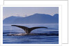 Humpback Whale Diving by Anonymous
