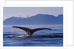 Humpback Whale Diving by Anonymous