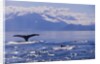 Tail of a Humpback Whale in Frederick Sound by Anonymous