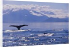 Tail of a Humpback Whale in Frederick Sound by Anonymous