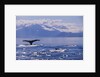 Tail of a Humpback Whale in Frederick Sound by Anonymous