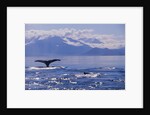 Tail of a Humpback Whale in Frederick Sound by Anonymous
