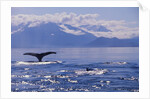 Tail of a Humpback Whale in Frederick Sound by Anonymous