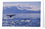 Tail of a Humpback Whale in Frederick Sound by Anonymous