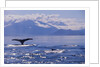 Tail of a Humpback Whale in Frederick Sound by Anonymous