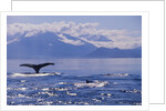 Tail of a Humpback Whale in Frederick Sound by Anonymous